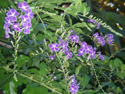 La Bougainvillea - France Tours