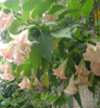 Mas Grandiflora - Holiday Rentals