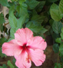 Mas Grandiflora - Vacation Rentals in France